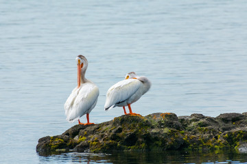 Pelican Sitting by Lake Yellowstone, Yellowstone National Park