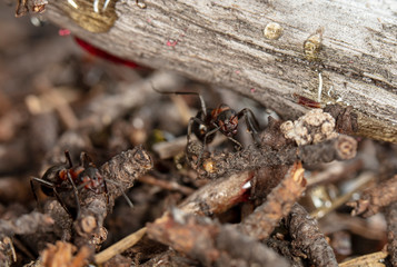 big red forest ant in natural habitat