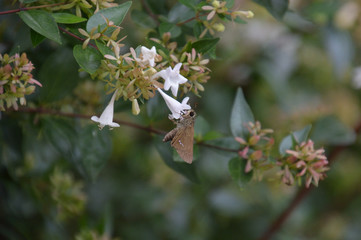 アベリアの花にとまって蜜をすっているイチモンジセセリ