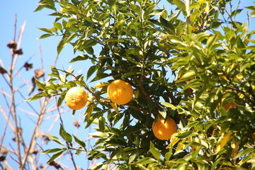ゆずがたわわに実る　相模湖