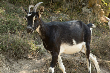 Naklejka na ściany i meble Goat. Portrait of a goat on a farm in the village. Beautiful goat posing.