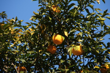 ゆずがたわわに実る　相模湖