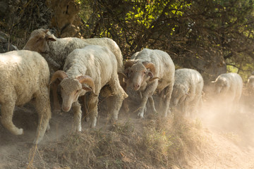 Fototapeta premium Sheep face. Breeding animals, a herd of sheep go to pasture in the meadow