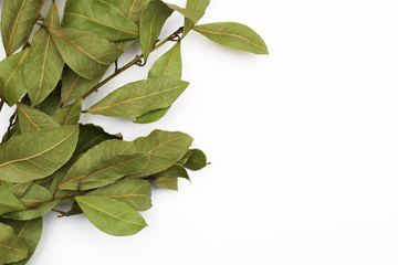 A branch of laurel isolated on white background.  Branch of green laurel leaves. Leaves of Laurus...