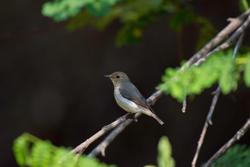 bird on a branch