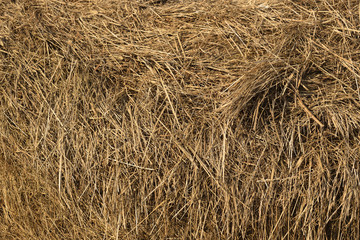 Hay texture. Autumn background with dry grasses . Heap of velours grasses. Side view. Closeup