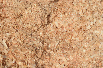 Wood shavings texture. Wooden sawdust background