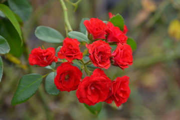 蔓バラの小さな赤い花