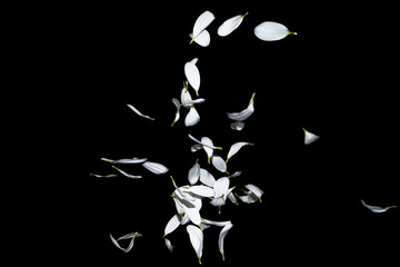 Many white petals of chrysanthemum flowers in the air isolated on a black background. Marguerite petals falling down