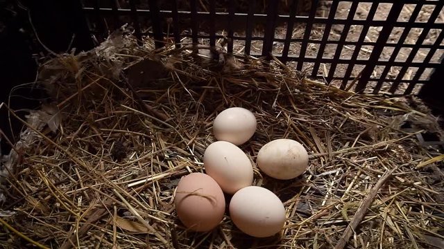 Hand child takes eggs from chicken nest in henhouse. Little girl in pink sweater collects testicle at poultry farm