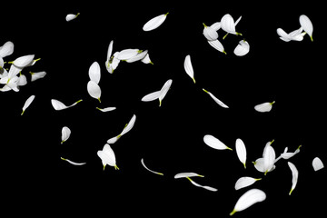 Many white petals of chrysanthemum flowers in the air isolated on a black background. Marguerite petals falling down - obrazy, fototapety, plakaty