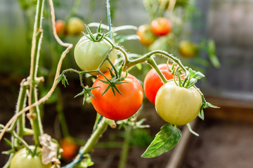 Harvest ripening of tomatoes in greenhouse. Horticulture. Vegetables. Farming.