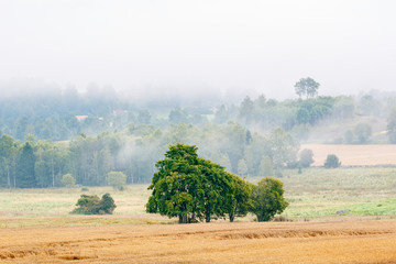 Fototapeta premium Trees on a corn field with fog in the landscape