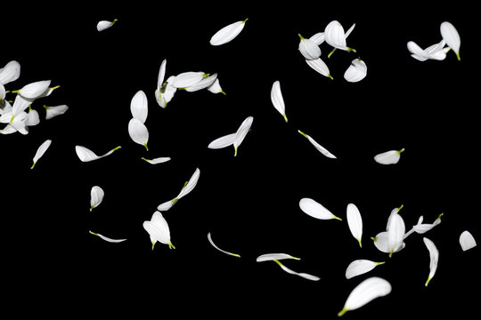 Many white petals of chrysanthemum flowers in the air isolated on a black background. Marguerite petals falling down © ed2806