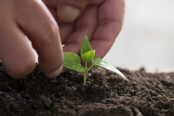 hands protecting young plant, life and ecology concept