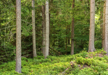 Fototapeta premium Beautiful summer forest. Natural background.