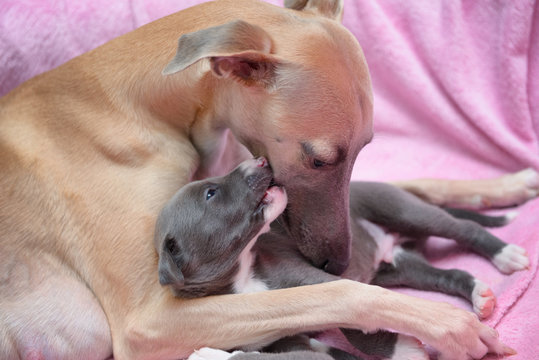 Whippet matka pielęgnuje przytula szczenię