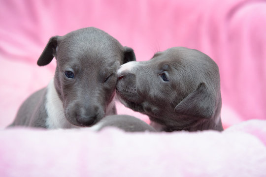 Szczeniaki whippety charty bawią się błękitne rodzeństwo