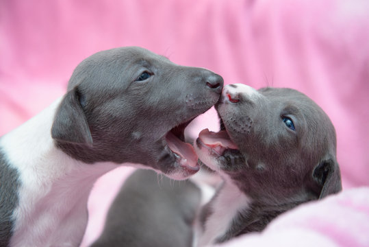 Szczeniaki whippety charty bawią się błękitne rodzeństwo