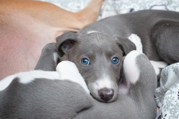 Patrzy leżący szczeniak chart angielski pies whippet niebieski błękitny