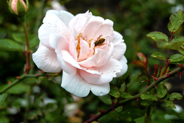 Pink rose