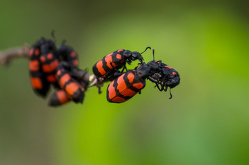 ladybug on leaf