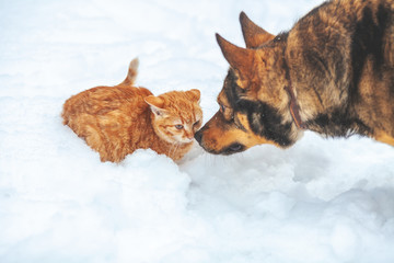 Red kitten and big dog playing together in the snow in winter. The dog sniffs the kitten