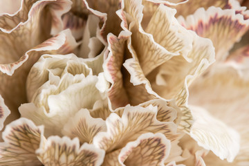 Close up petal of beige dyed Carnation, flower background. Dianthus caryophyllus. Spring flower pattern