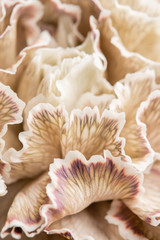 Close up petal of beige dyed Carnation, flower background. Dianthus caryophyllus. Spring flower pattern