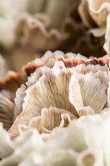 Schließen Sie herauf das Blütenblatt der beige gefärbten Nelke, Blumenhintergrund. Nelke caryophyllus. Frühlingsblumenmuster © malkovkosta