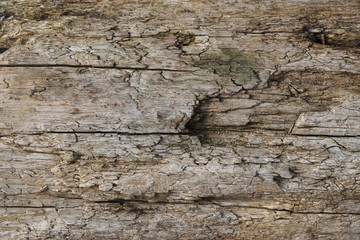 Old doty tainted wood texture with many cracks and grains of sand. Dry stained rot log background. Closeup
