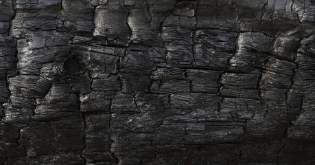Burnt wood log texture. Black tree trunk damaged by fire. Grunge background. Closeup