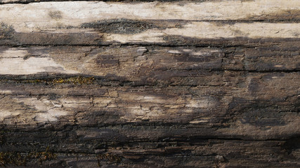 Old wet rotten tainted wood texture with some moss and grains of river sand. Natural rot log background. Closeup