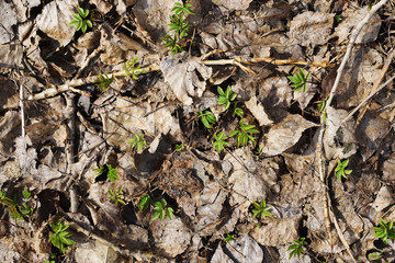 Small young green plants growing among old dry leaves and twigs. Spring nature background. Top view