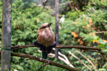 bird in zoo funny beautiful 