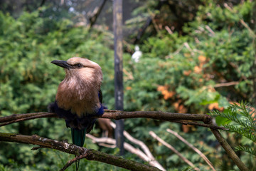 bird in zoo funny beautiful 
