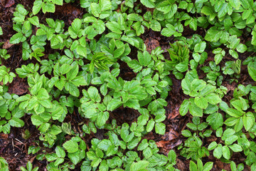 Young green plants and old brown tree leaves wet after the rain. Spring grass. Nature background. Top view