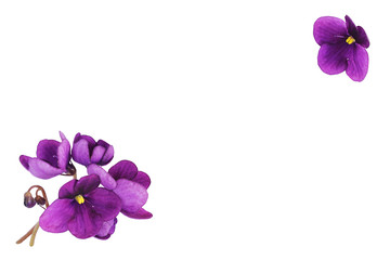 Fototapeta na wymiar Purple saintpaulia flowers isolated on a white background. Violet flower buds. Top view. Copy space