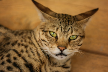 Leopardus pardalis Closeup of African Wild Cat, Felis libyca. Side view of face on blurred background. Wild feline  sad face in a captivity cage 