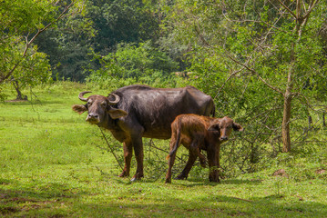 Buffalo with a calf at the edge of the forest. Sri Lanka