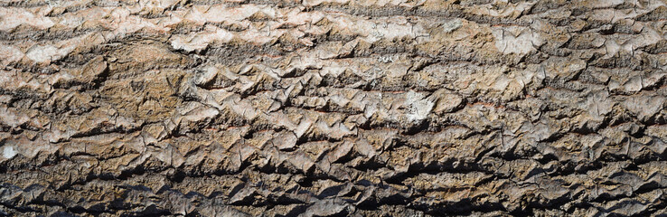 Quaking asp tree bark texture. Large old European aspen trunk background. Panorama. Closeup