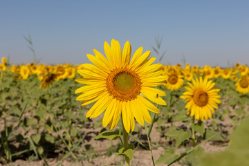 field of sunflowers and blue sky