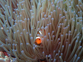 マレーシアの海に住むカクレクマノミ