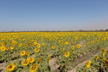 yellow field of sunflowers