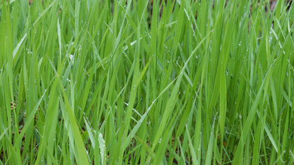 Green grass with water drops after the rain. Nature background. Wet quick grass texture. Closeup