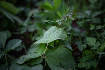 green leaf with water drops