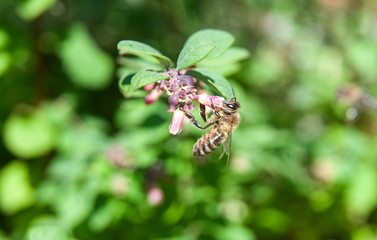 honey bee drinking nectar of pink blossom