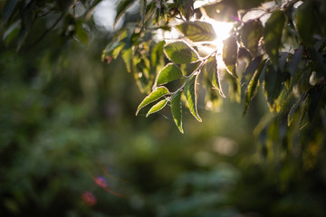 green leaves of a tree in spring