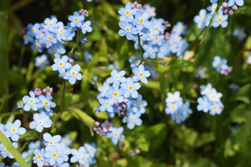 Forget-me-not flowers (Myosotis palustris). Spring and summer nature background. Many small blue flowers on a sunny day