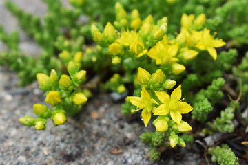 Sedum acre (biting stonecrop, golden moss, love-entangled, mossy stonecrop, pricket, mountain moss, wall pepper, golden tuft, tangle-tail) yellow flowers. Selective focus. Closeup - obrazy, fototapety, plakaty